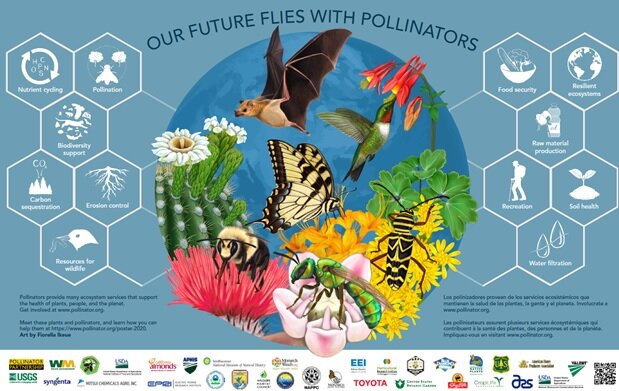 A poster was created by Pollinator.org to help people better understand the importance of protecting the bee population. The non-profit organization is selling the posters with proceeds to be used to provide education on pollinators. Photo: Pollinator.org