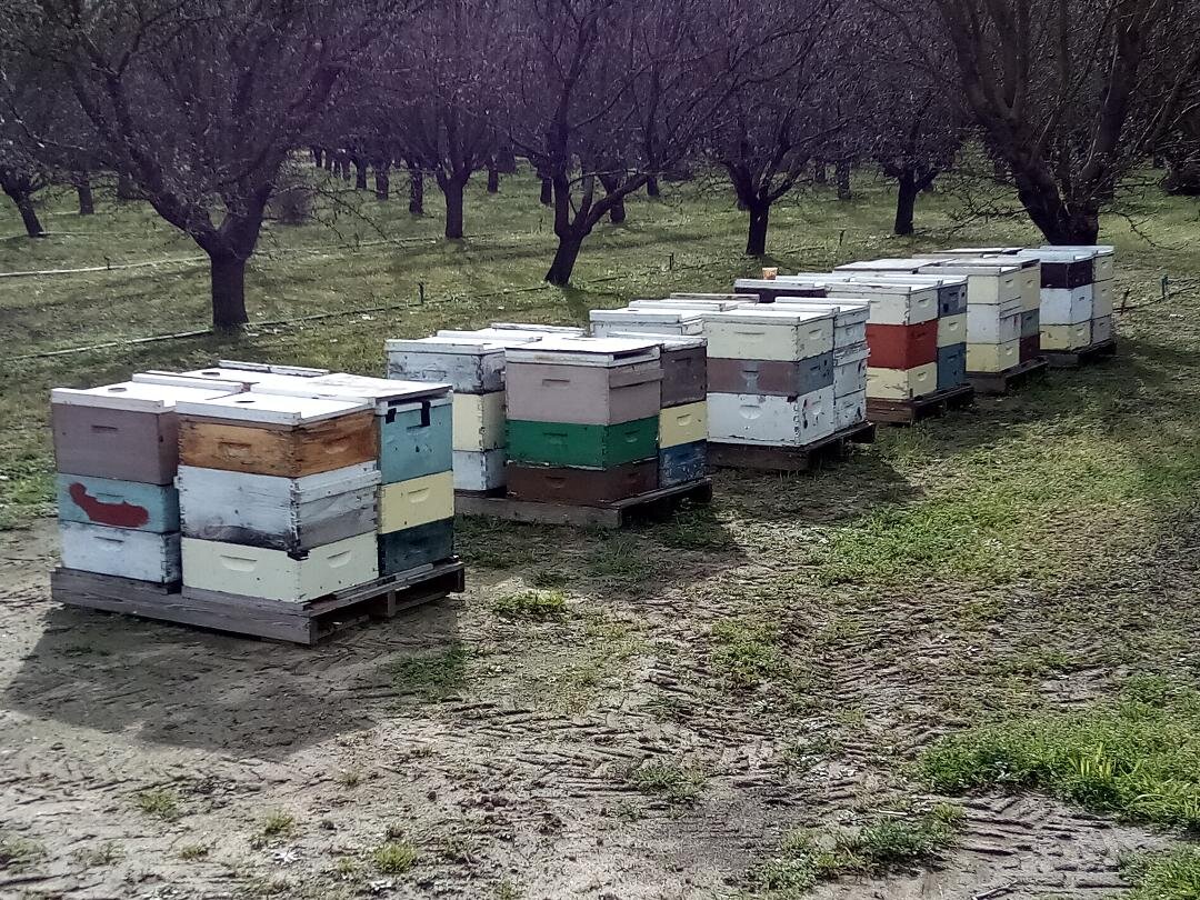 Bee hives can be seen near dozens of orchards in Merced and other counties throughout the Central Valley. Photo: Steve Newvine