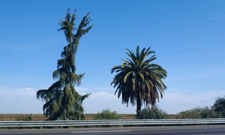 Get your last look at the palm and pine, because later this year, the two trees will be removed. In their place will be thirty pines and palms along the west side of Highway 99. Photo: San Joaquin Sun
