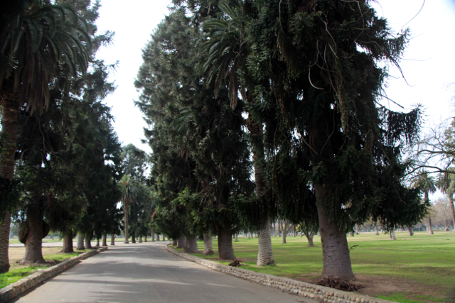 Kearny Park Tree-Lined Boulevard - PHOTO BY ADAM BLAUERT