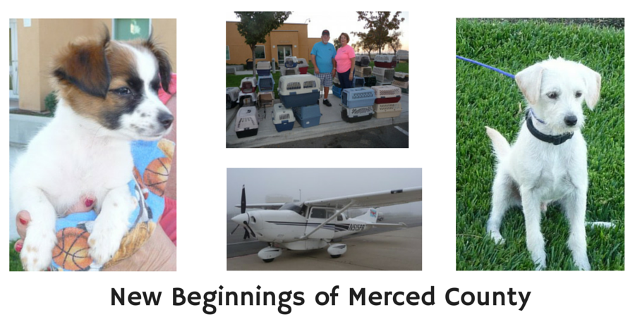 New Beginnings for Merced County Animals