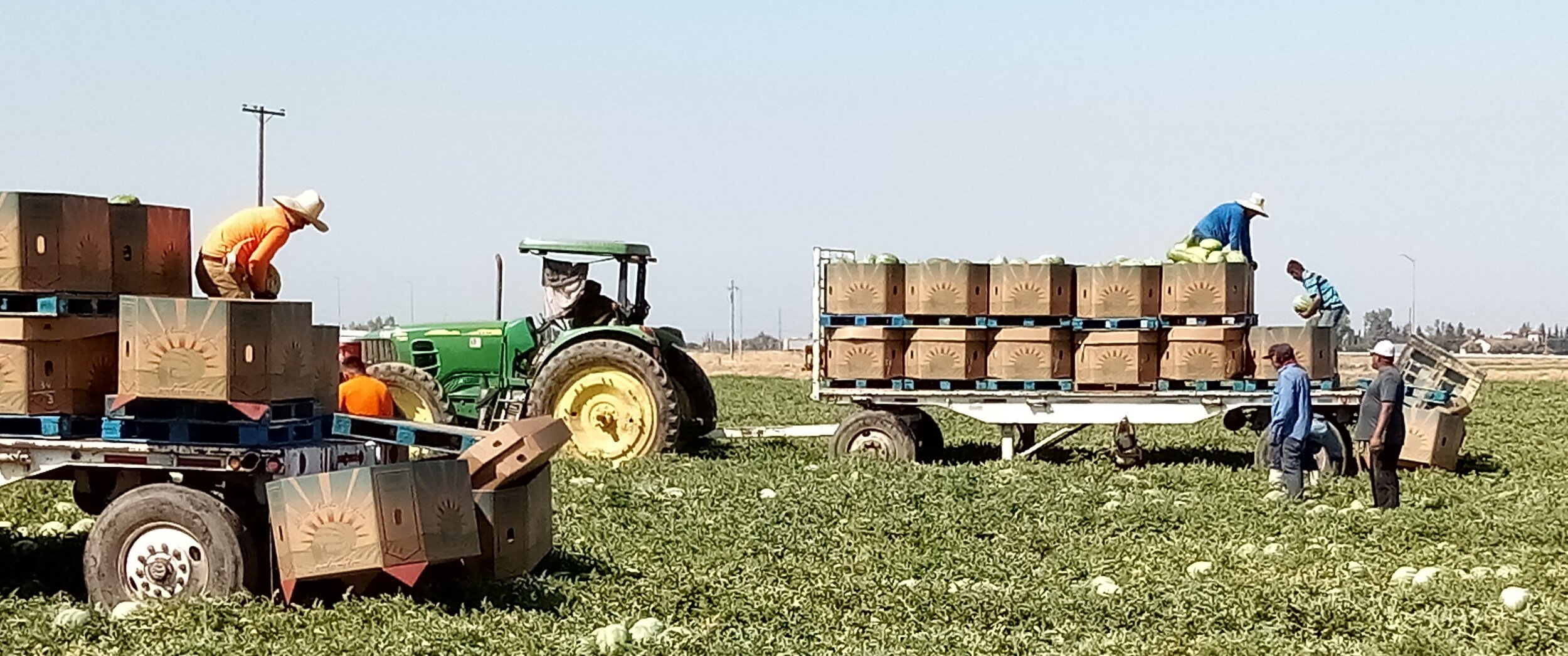 While there are some farms north of Merced County that use a conveyor belt system, this time honored cut and pitch process continues to work well in the watermelon fields operated by Dan Avilla and Sons. Photo: Steve Newvine