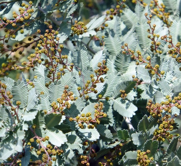 Acacia - PHOTO BY ADAM BLAUERT