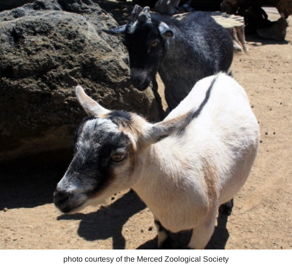  goats 