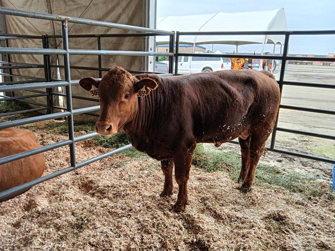 This steer from the Beefmasters breed was among the animals featured at the Cattle Auction held in conjunction with the 2025 World Ag Expo in Tulare. Photo: Steve Newvine