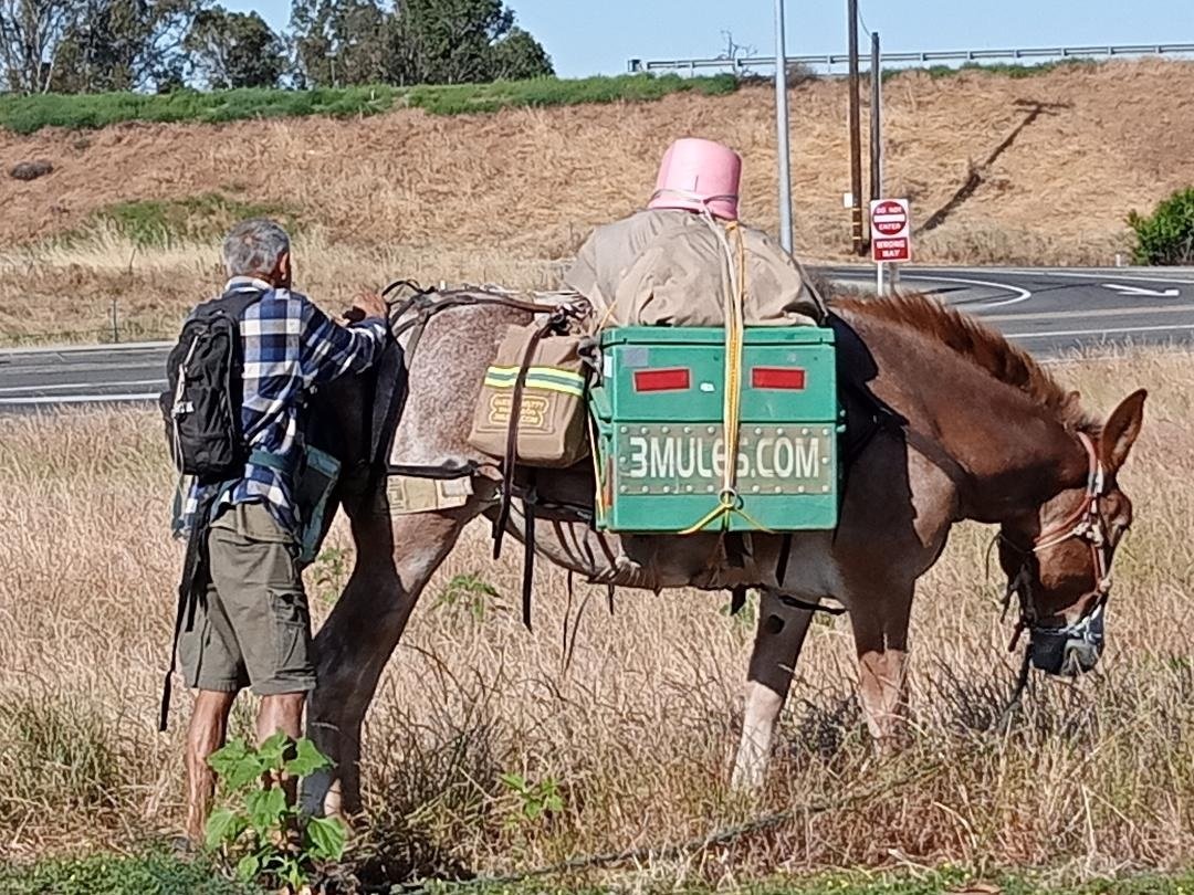 A Man, His Mule, and a Website-