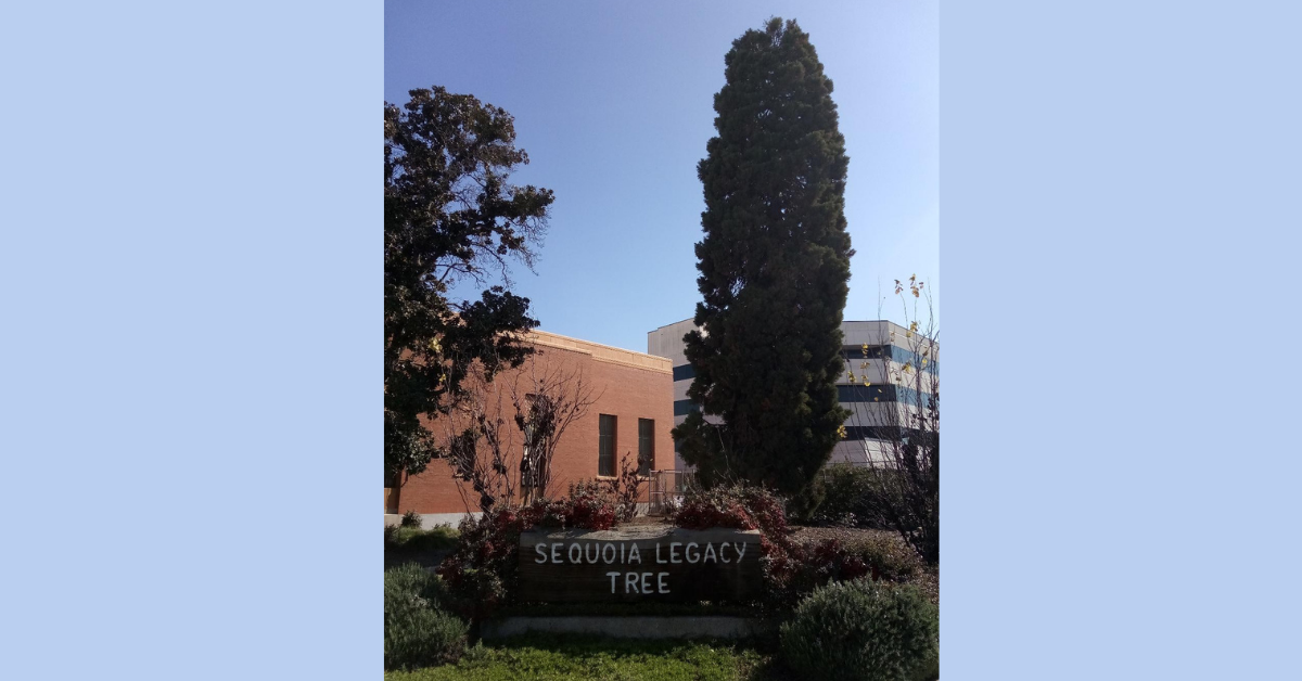 The Sequoia Legacy Tree in Visalia, California. Photo: Steve Newvine