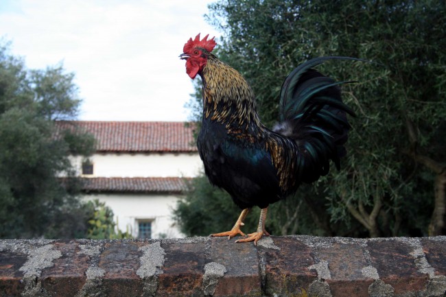 SJB Rooster - PHOTO BY ADAM BLAUERT