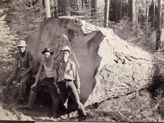 Loggers with a really big tree that would eventually be cut at the sawmills of Yosemite Lumber Company. From Merced Lumber Company, Merced Falls exhibit at the Merced County Courthouse Museum.
