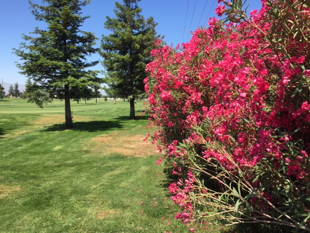Brilliant red flowers frame the putting green at Stanislaus Golf Course in Modesto. Photo by Steve Newvine