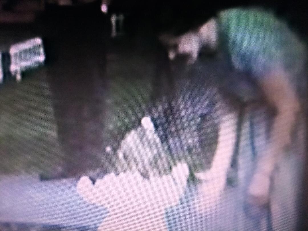 Here is a shot from the home movie film showing sister taking early walking steps with a little bit of help from my mother. Newvine Personal Collection.
