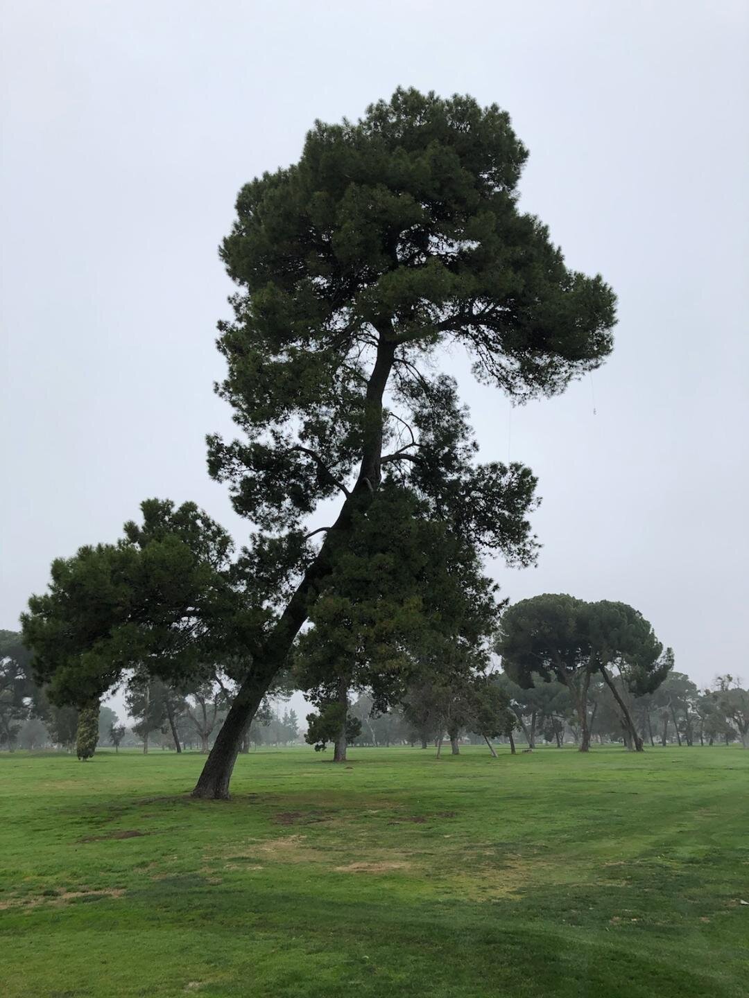The curved pine on hole nine at Modesto Muni Golf Course. Photo: Steve Newvine