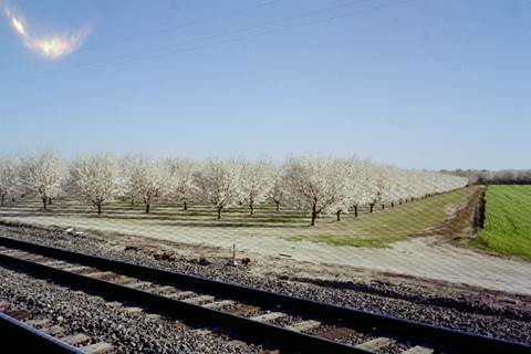 Soon, blossoms will appear on may orchards as springtime nature takes hold in the Central Valley. Photo by Steve Newvine