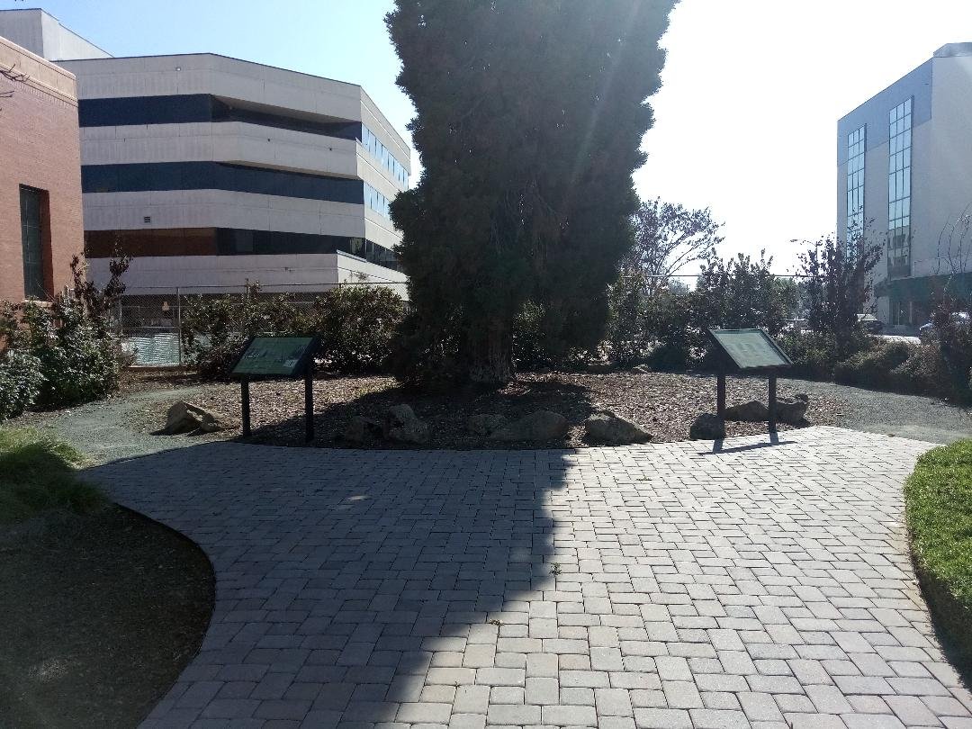 The Sequoia Legacy Tree can be found at the corner of of Acequia Avenue and Locust Street in downtown Visalia. Photo: Steve Newvine