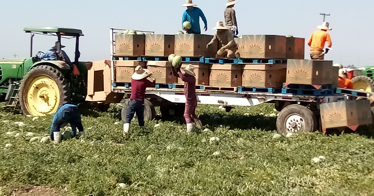 Harvesters toss watermelons along a human chain until it reaches large cardboard storage bins on a flatbed truck. Photo: Steve Newvine