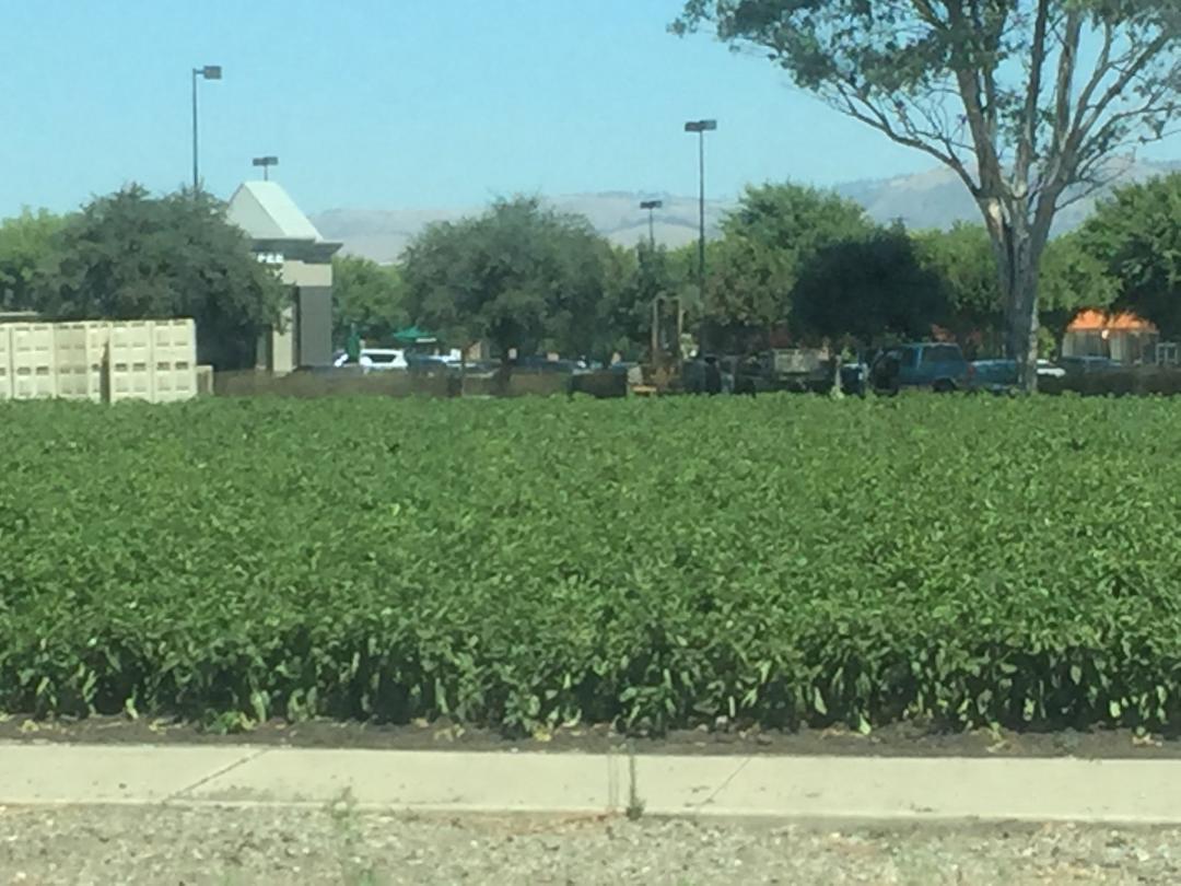 Another crop matures in a field in Gilroy. Photo- Steve Newvine