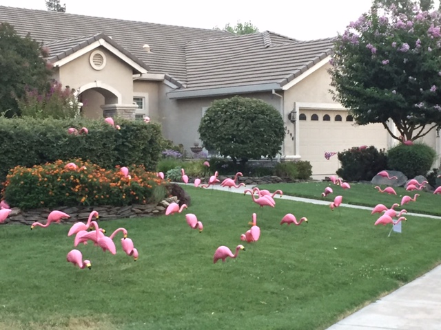 A north Merced home gets “flocked” with flamingos for charity. Photo by Steve Newvine