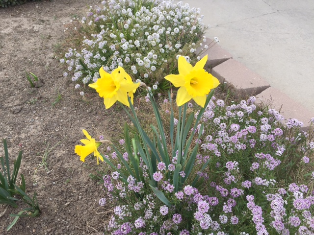 The first flower of spring, representing hope. Photo by Steve Newvine